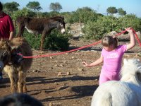 Provo a far muovere l'asinello Provo a far muovere l'asinello