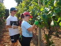 Due ragazzi tagliano l'uva Due ragazzi tagliano l'uva